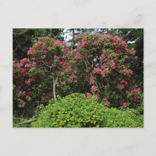 Carte Postale Rhododendrons (Devant)