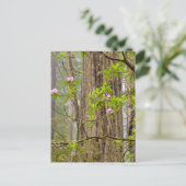 Carte Postale Rhododendrons en fleurs | Redwoods State Park,CA (Debout devant)
