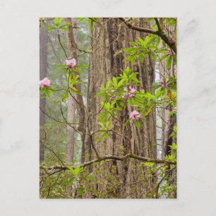 Carte Postale Rhododendrons florissants   Redwoods State Park, C