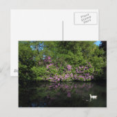 Carte Postale Rhododendrons, Lac Roath Park, Cardiff (Devant / Derrière)