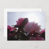 Carte Postale Rhododendrons roses avec Sunlight do-it-yourself c (Devant / Derrière)