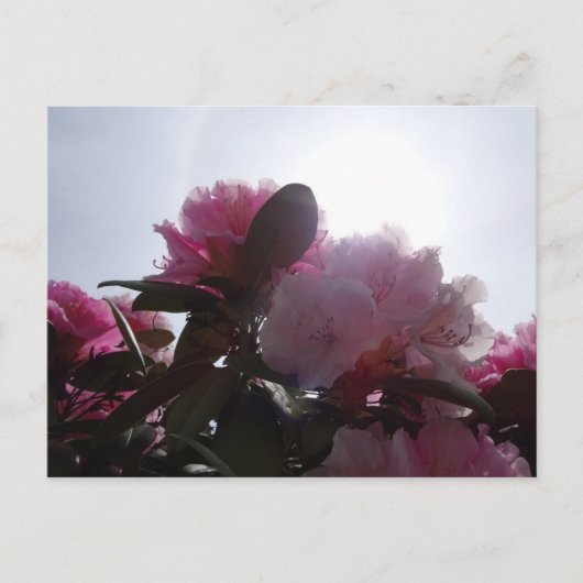 Carte Postale Rhododendrons roses avec Sunlight do-it-yourself c (Devant)