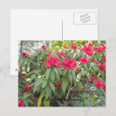 Carte Postale Rhododendrons rouges (Devant / Derrière)