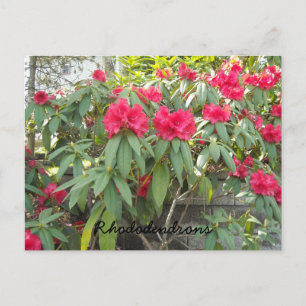 Carte Postale Rhododendrons rouges