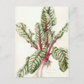 Carte Postale Rhubarb Chard 1992 (Devant)