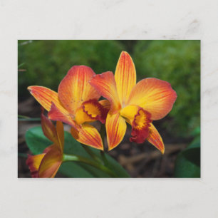 Carte Postale Rhyncattleanthe Love Tapestry