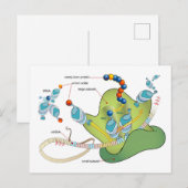Carte Postale Ribosome mRNA tRNA molecules proteins Diagram  (Devant / Derrière)