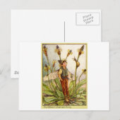 Carte Postale Ribwort Plaintain Fée (Devant / Derrière)