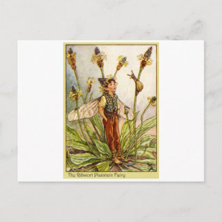 Carte Postale Ribwort Plaintain Fée