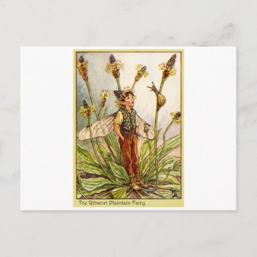 Carte Postale Ribwort Plaintain Fée (Devant)