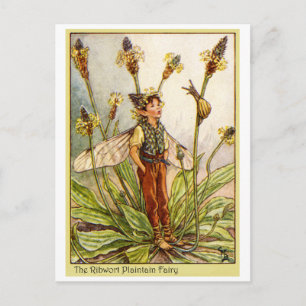 Carte Postale Ribwort Plaintain Fée
