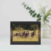 Carte Postale Right at You - zebras safari faune (Debout devant)
