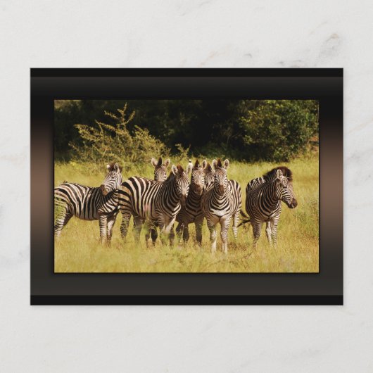 Carte Postale Right at You - zebras safari faune (Devant)