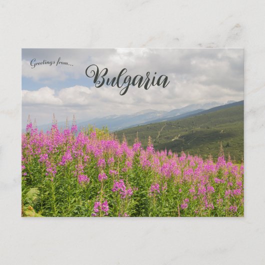 Carte Postale Rila Mountains and Pink Flowers in Bulgaria (Devant)