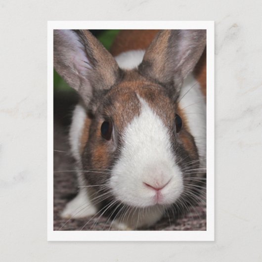 Carte Postale Riley (Devant)