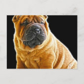 Carte Postale Rincement, Chinois Shar Pei Chien Coquelicot (Devant)