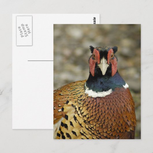 Carte Postale Ring Pheasant (Devant / Derrière)