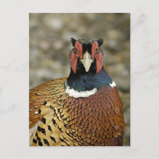 Carte Postale Ring Pheasant (Devant)
