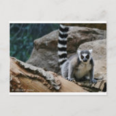 Carte Postale RIng Tail Lemur (Devant)