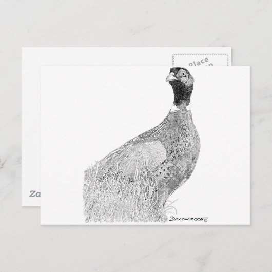 Carte Postale Ringneck Pheasant (Devant / Derrière)