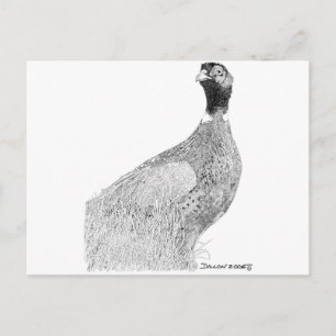 Carte Postale Ringneck Pheasant