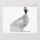 Carte Postale Ringneck Pheasant (Devant)