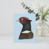 Carte Postale Ringneck Pheasant Head (Debout devant)