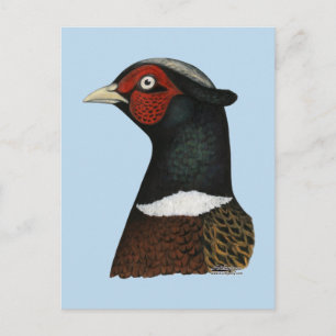 Carte Postale Ringneck Pheasant Head