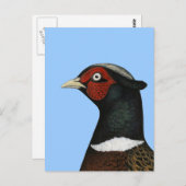 Carte Postale Ringneck Pheasant Head (Devant / Derrière)