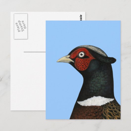 Carte Postale Ringneck Pheasant Head (Devant / Derrière)