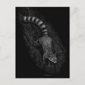 Carte Postale Ringtail (Devant)