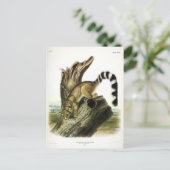 Carte Postale Ringtail (Bassaris à queue annelée, Chat à queue a (Debout devant)