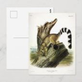 Carte Postale Ringtail (Bassaris à queue annelée, Chat à queue a (Devant / Derrière)