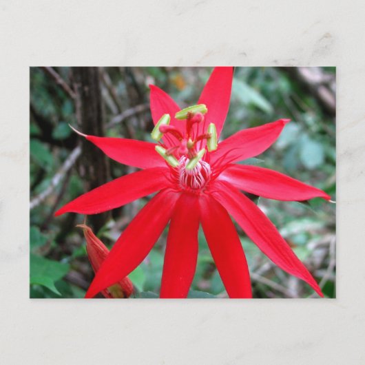 Carte Postale Rio Chagres, Panama (Devant)
