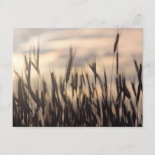 Carte Postale Ripe au coucher du soleil photo