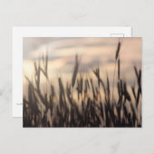 Carte Postale Ripe au coucher du soleil photo (Devant / Derrière)