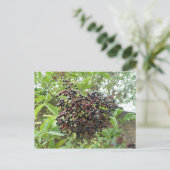 Carte postale Ripening Elderberries (Debout devant)