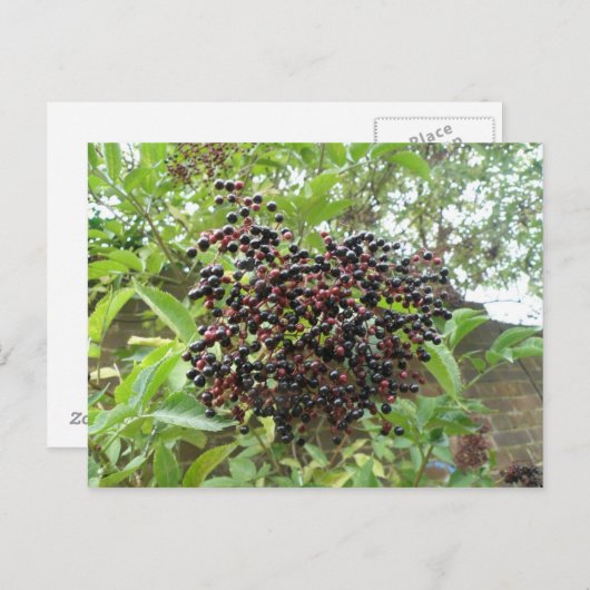 Carte postale Ripening Elderberries (Devant / Derrière)
