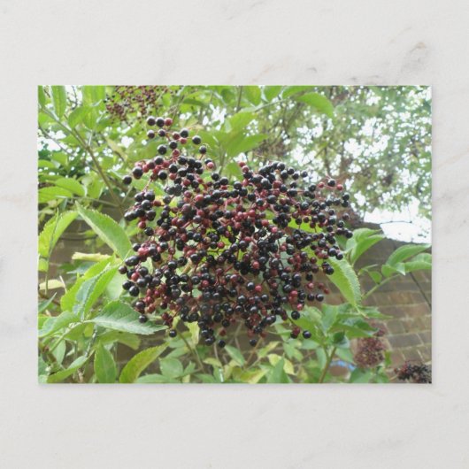 Carte postale Ripening Elderberries (Devant)