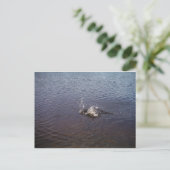 Carte Postale Ripples en a lake, from a fish jumping (Debout devant)