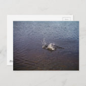 Carte Postale Ripples en a lake, from a fish jumping (Devant / Derrière)