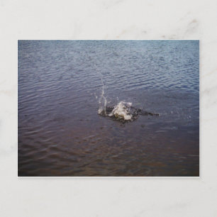 Carte Postale Ripples en a lake, from a fish jumping
