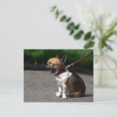 Carte Postale Rire Chihuahua (Debout devant)