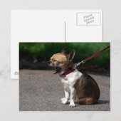 Carte Postale Rire Chihuahua (Devant / Derrière)