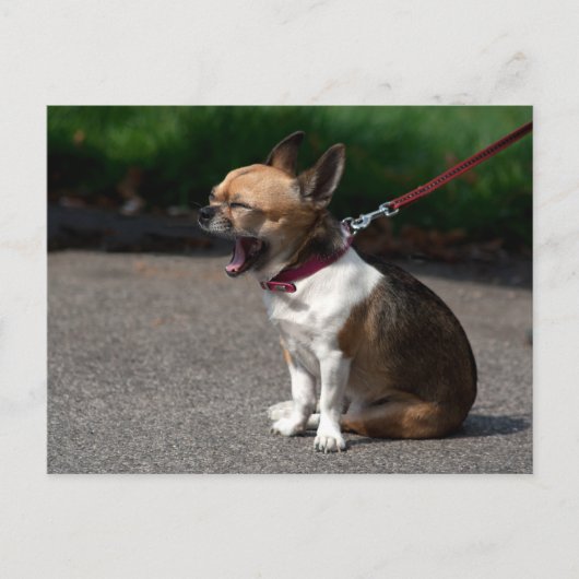 Carte Postale Rire Chihuahua (Devant)