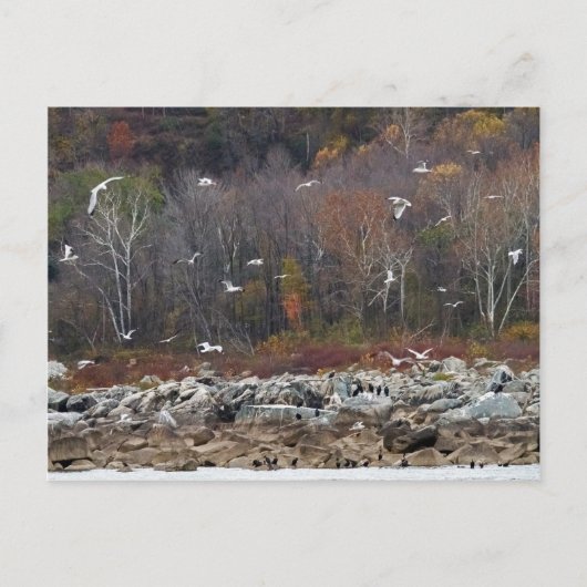 Carte Postale Rive de la rivière Susquehanna (Devant)
