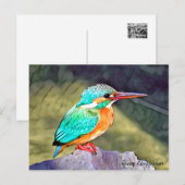 Carte Postale River Kingfisher (Devant / Derrière)