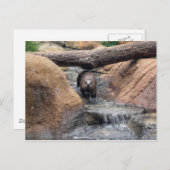 Carte postale River Otter (Devant / Derrière)