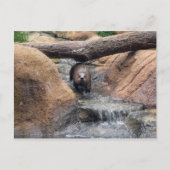 Carte postale River Otter (Devant)