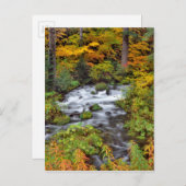 Carte Postale Rivière à travers la forêt, Automne, Oregon (Devant / Derrière)
